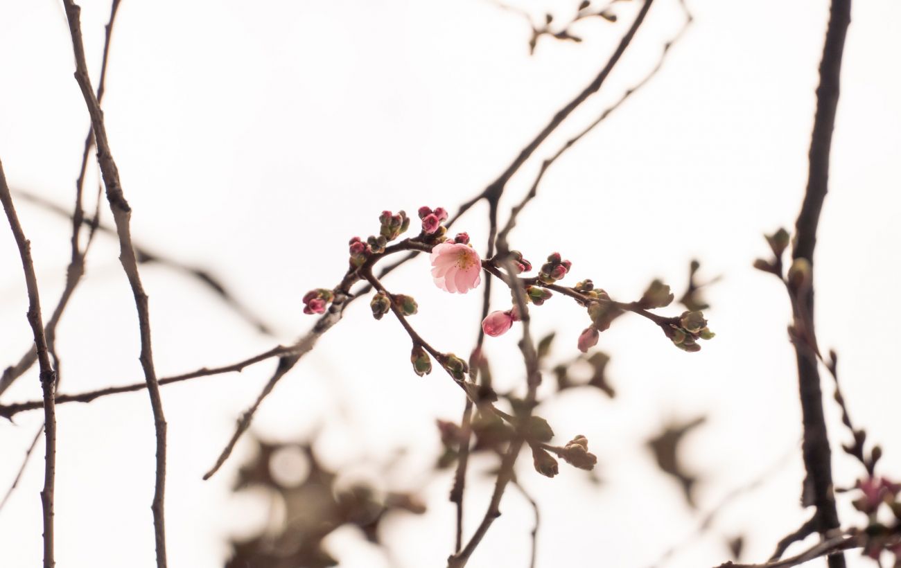 Зображення новини: У Мукачеві розквітла "шалена" сакура: коли буде пік сезону