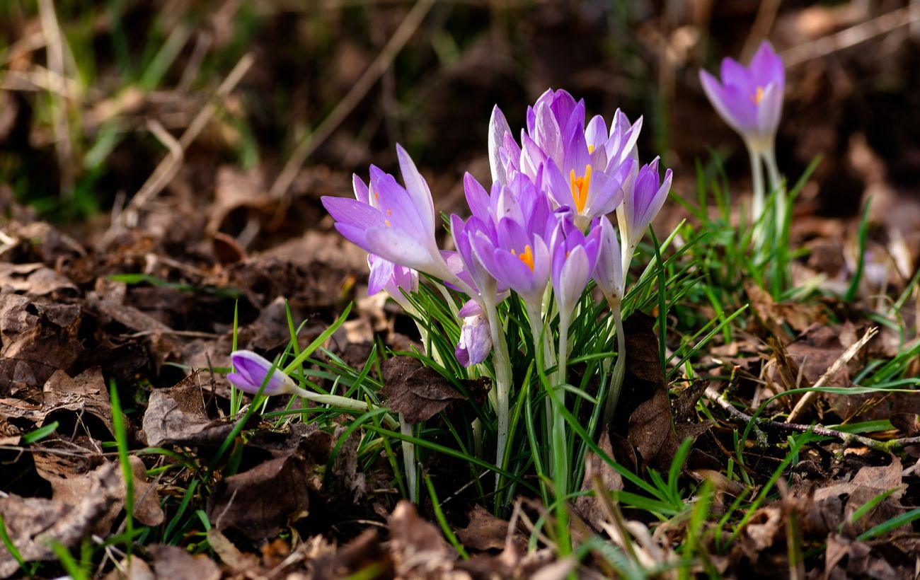 Зображення новини: Українцям загрожує штраф за популярне весняне порушення: про що йдеться