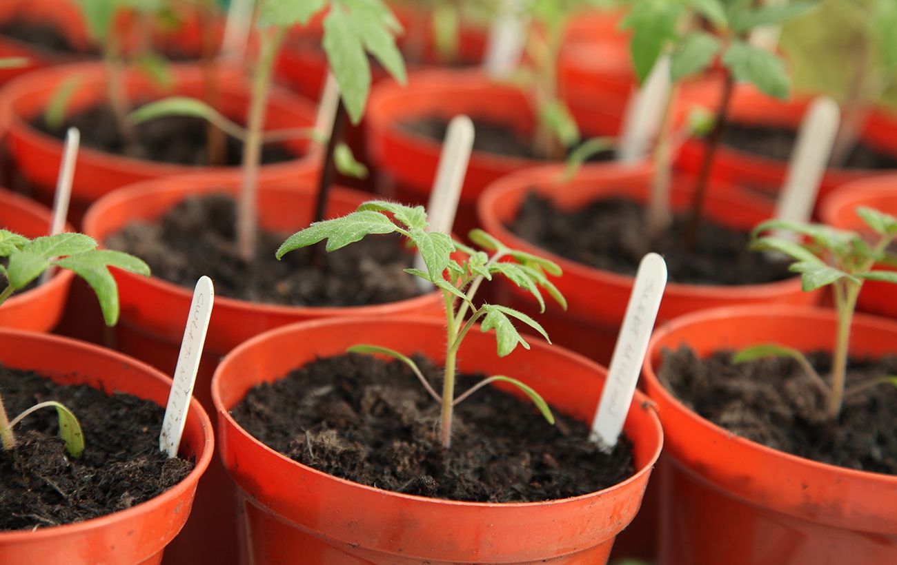 Зображення новини: Не купуйте насіння: експерт назвав простий трюк для великого врожаю помідорів