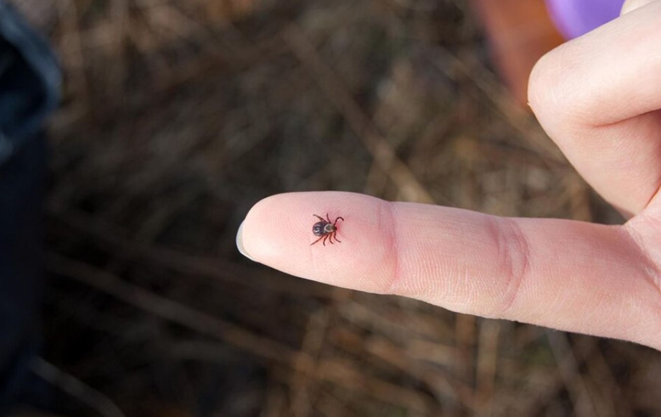 Зображення новини: В Україні активізувалися кліщі: де найбільше ризику підхопити небезпечного паразита