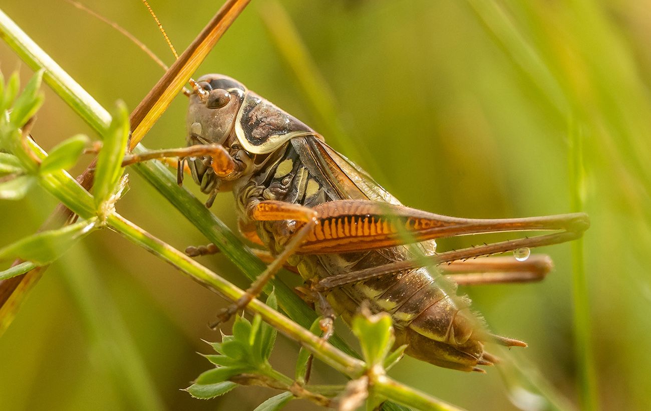 Зображення новини: "Чужинці" з півдня, екоцид та криза запилювачів: що відбувається з комахами в Україні