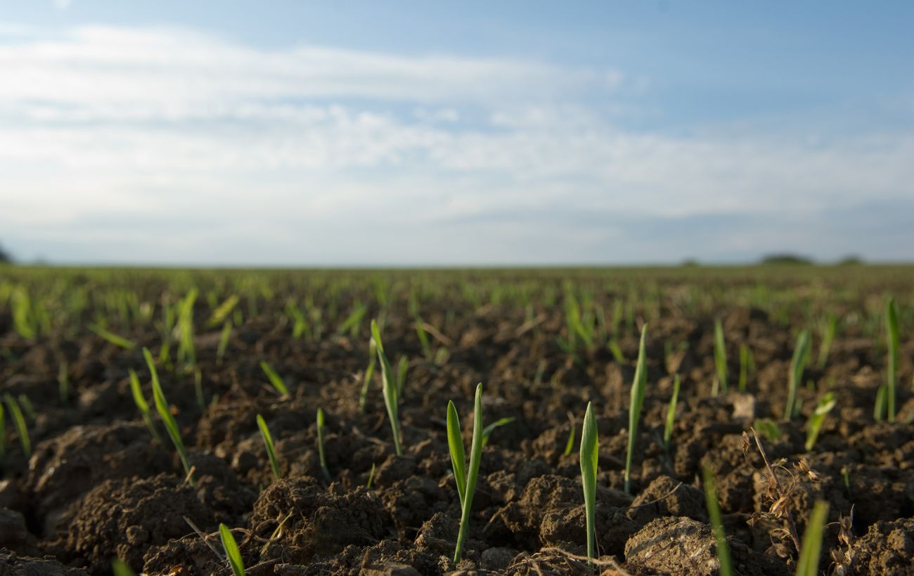 Зображення новини: Весна випереджає графік: де в Україні вже "прокинулись" озимі та в якому вони стані