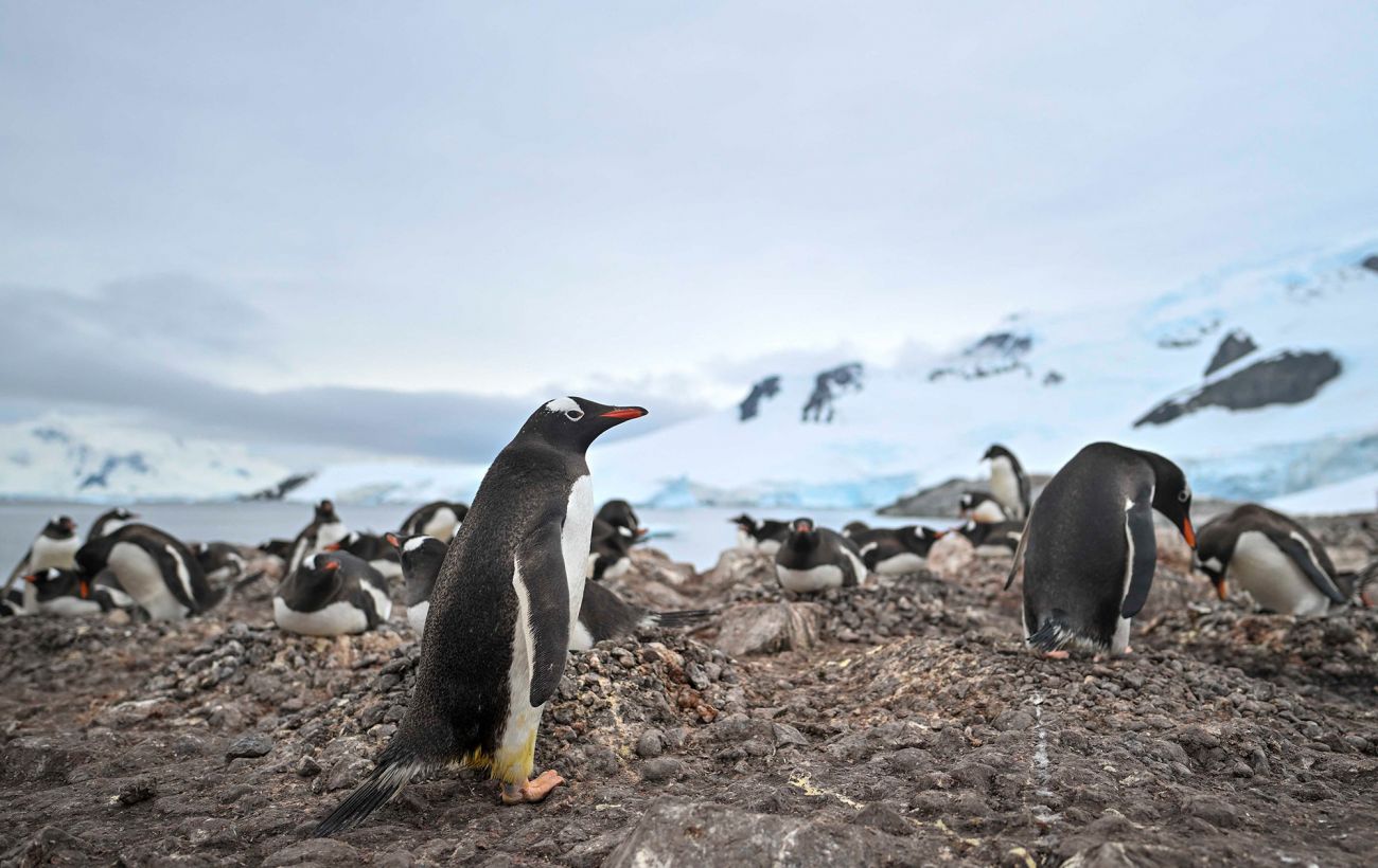 Зображення новини: Непроста математика: як українські полярники рахують тисячі пінгвінів в Антарктиці (відео)