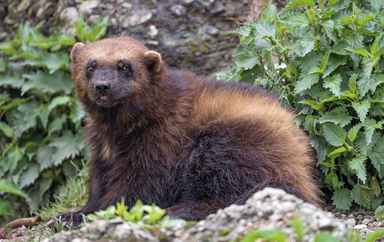 Зображення новини: Тюлень-монах, тур і навіть росомаха: 10 "українських" тварин, які зникли назавжди