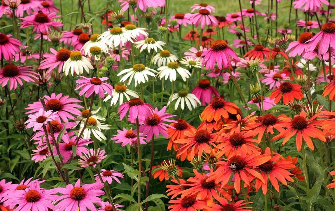 Зображення новини: Посадіть її до кінця березня: квітка, яка зробить ваш сад розкішним уже влітку