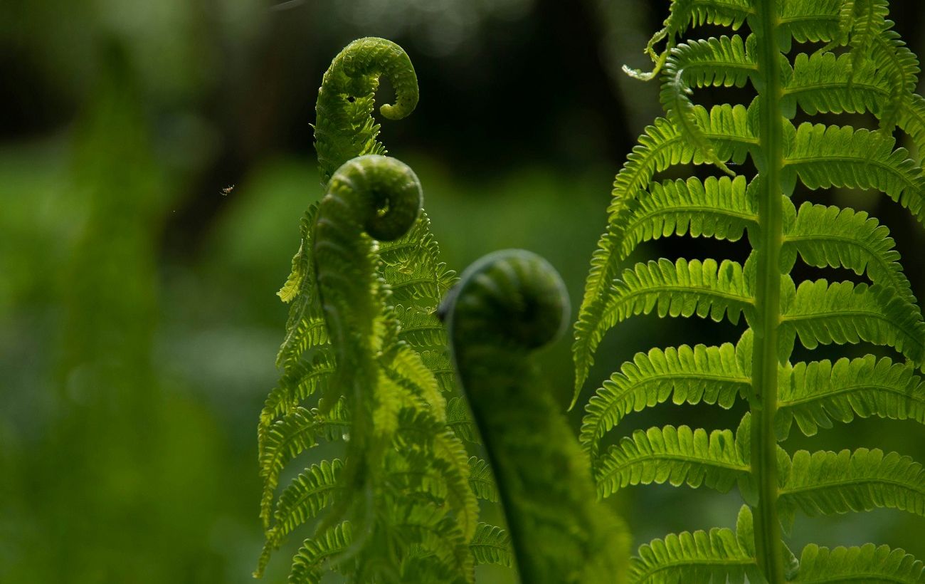 Зображення новини: Секрет пишних папоротей: що обов’язково зробити у березні, щоб рослина ожила після зими