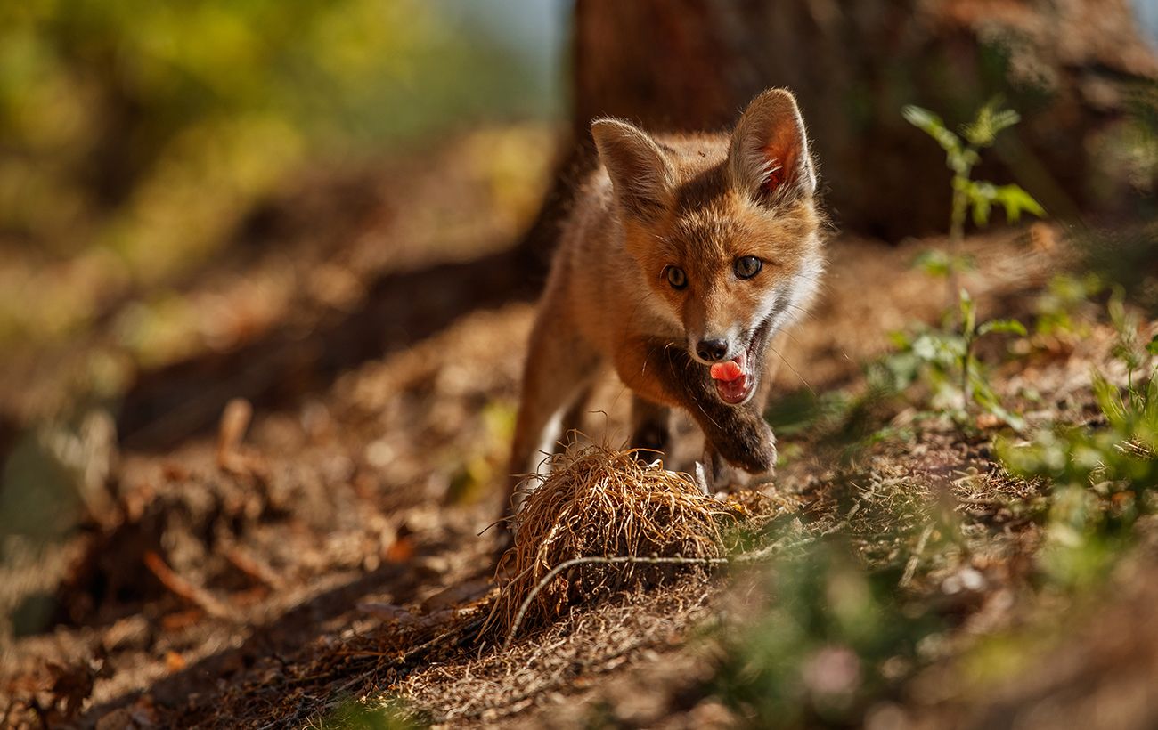 Зображення новини: Лисиця вийшла на полювання у Карпатах: рідкісне відео з фотопастки