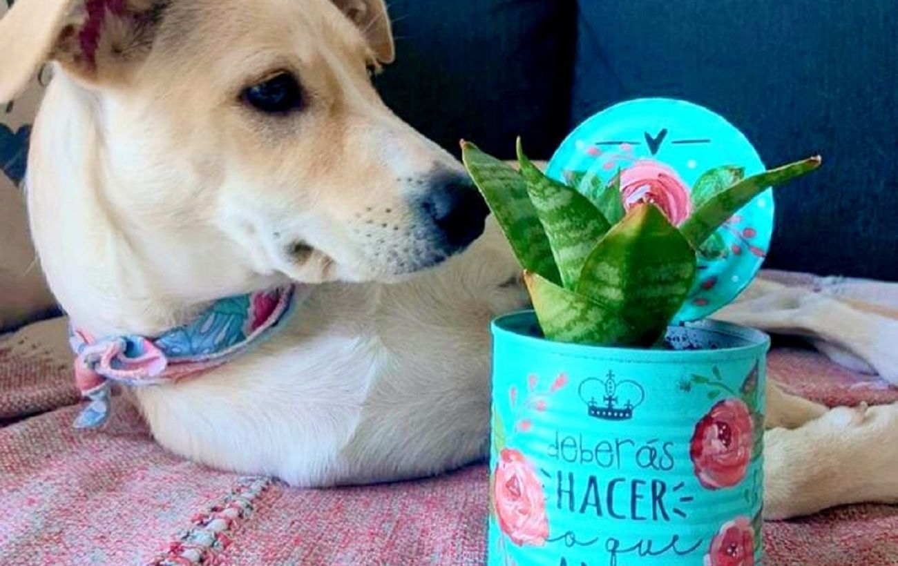 Зображення новини: Не викидайте бляшанки: простий лайфхак, який перетворить їх на стильний декор