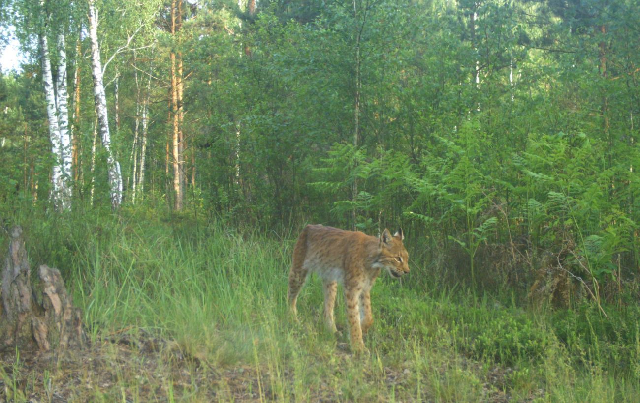 Зображення новини: Майже неможливо побачити: як діяти, якщо зустріли рись в Карпатах