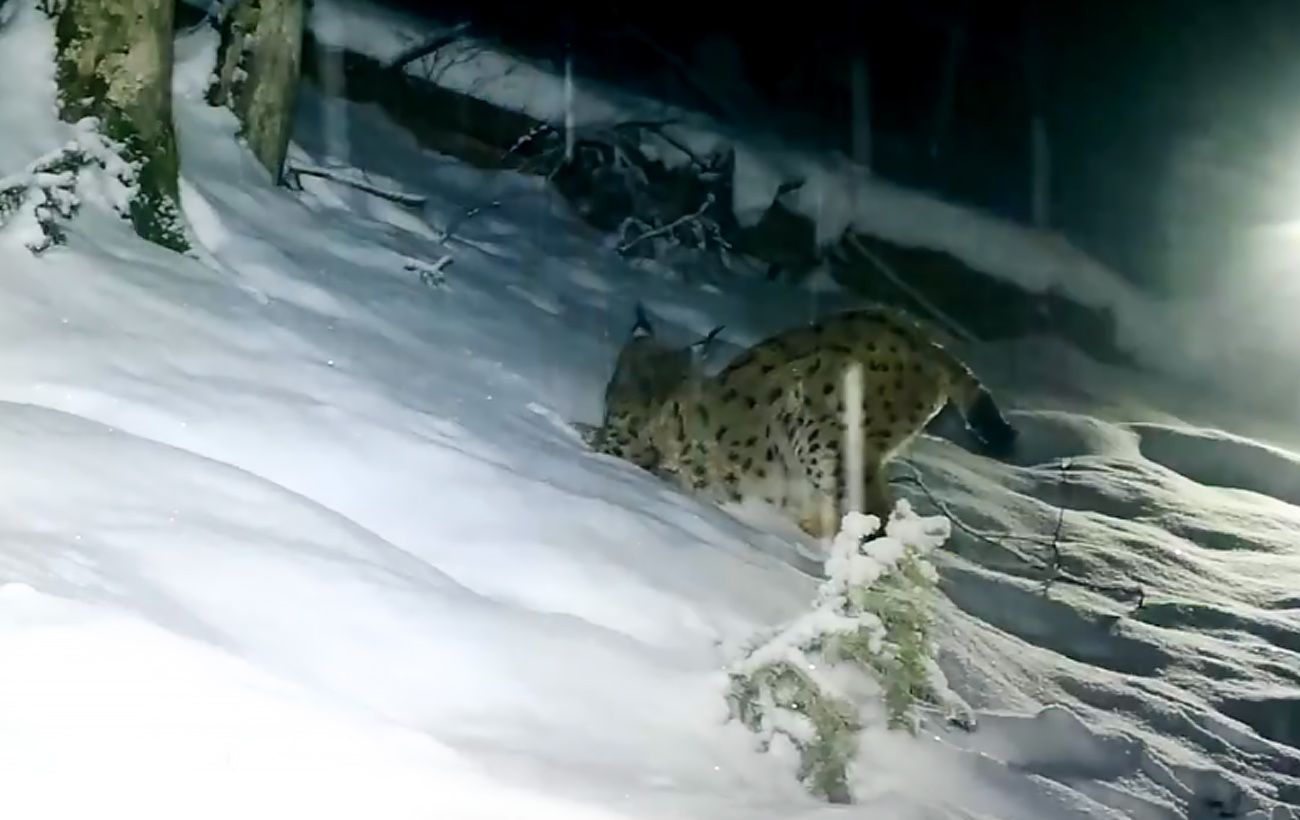 Зображення новини: Рись без кордонів: фотопастки у Карпатах зафіксували "гіперактивного" хижака