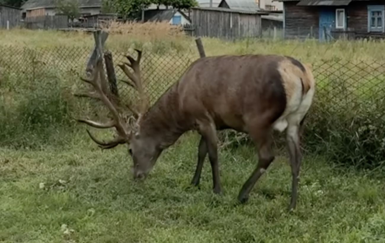 Зображення новини: У Рівненській області відомого оленя Бориса збила машина: що встановила поліція