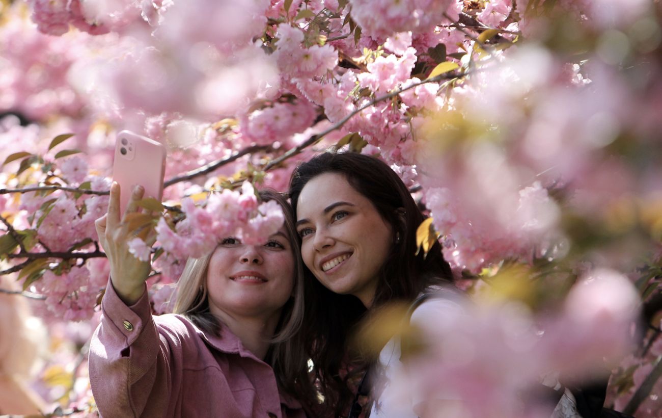 Зображення новини: Встигніть на сакури: як доїхати до Ужгорода та Мукачева, де шукати найгарніші локації