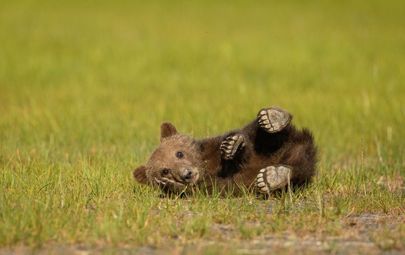 Зображення новини: Правда чи міф: 10 фактів про ведмедів, у які ми вірили з дитинства