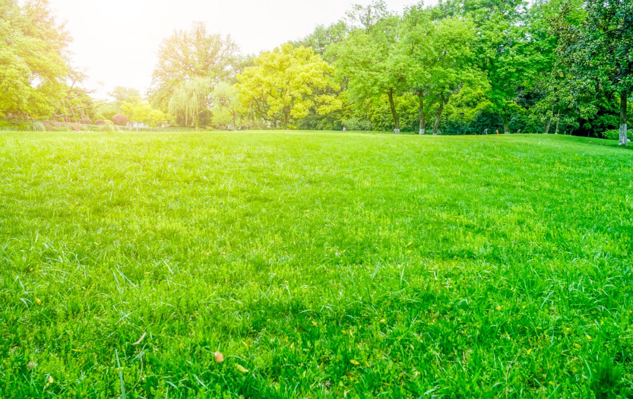 Зображення новини: Сусіди будуть заздрити: розкрито секрет ідеально зеленого газону