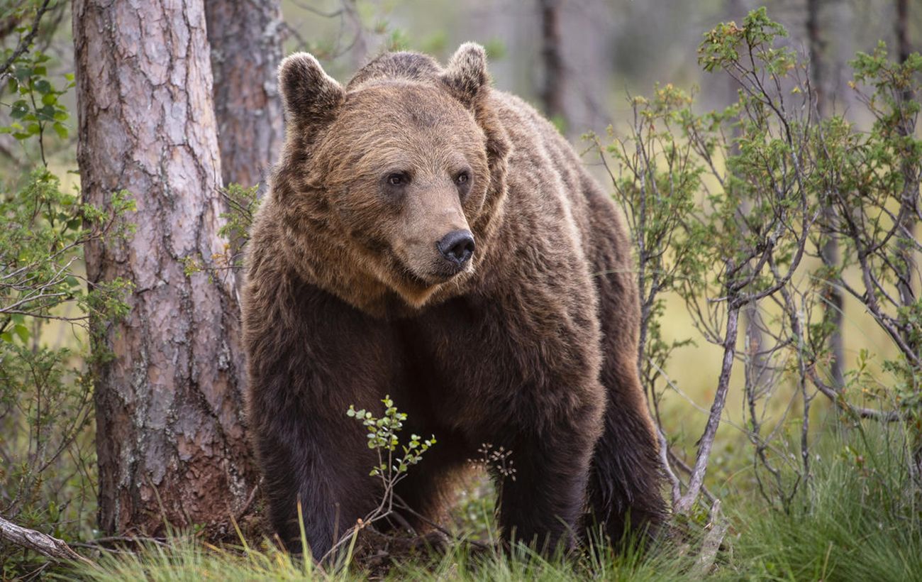 Зображення новини: Ведмежата в Карпатах потрапили на відео: унікальні кадри з фотопастки