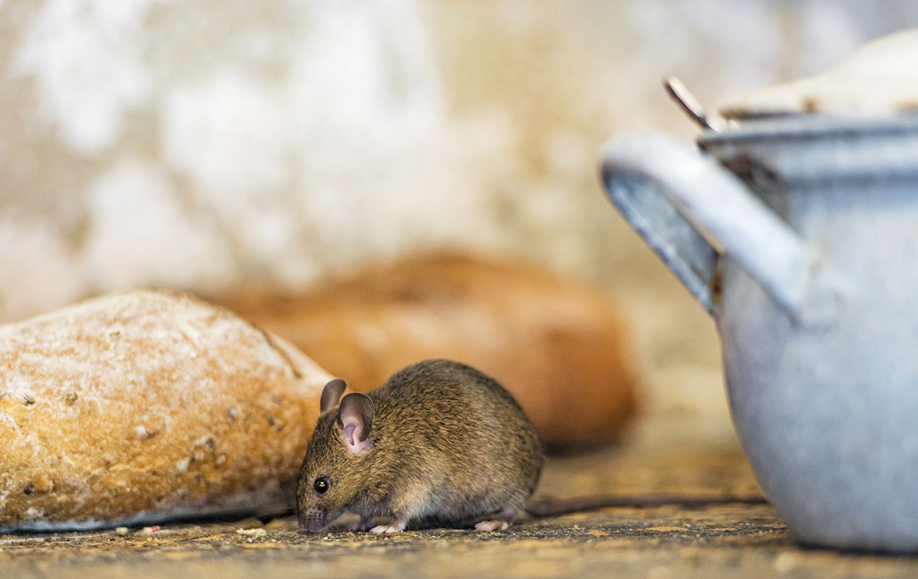 Зображення новини: Ці 6 речей "кличуть" мишей у дім: перевірте просто зараз