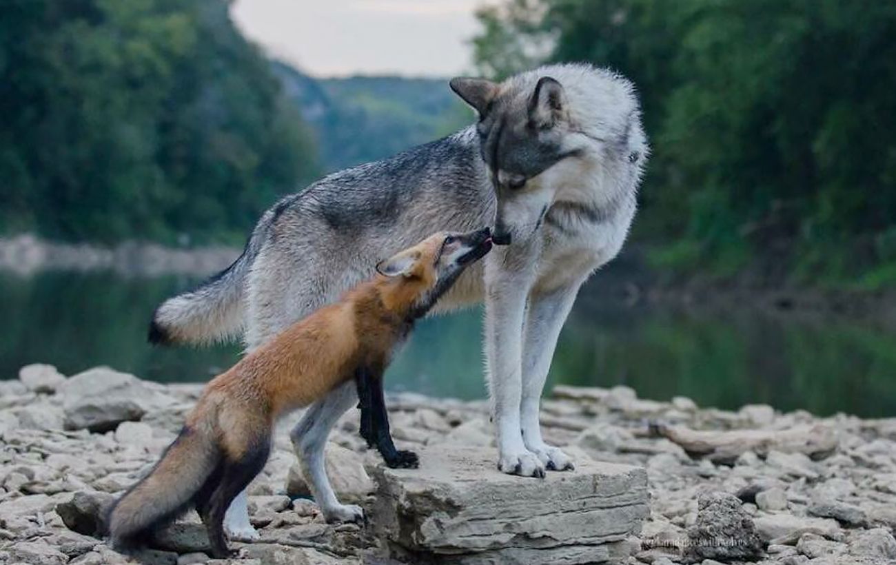 Зображення новини: Киянка тримала в квартирі вовка та лисицю: тепер їй загрожує в'язниця