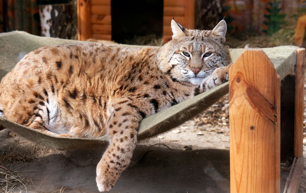 Зображення новини: Рись Степан готується до пляжного сезону: як живеться зірці мемів у зоопарку Києва (фото)