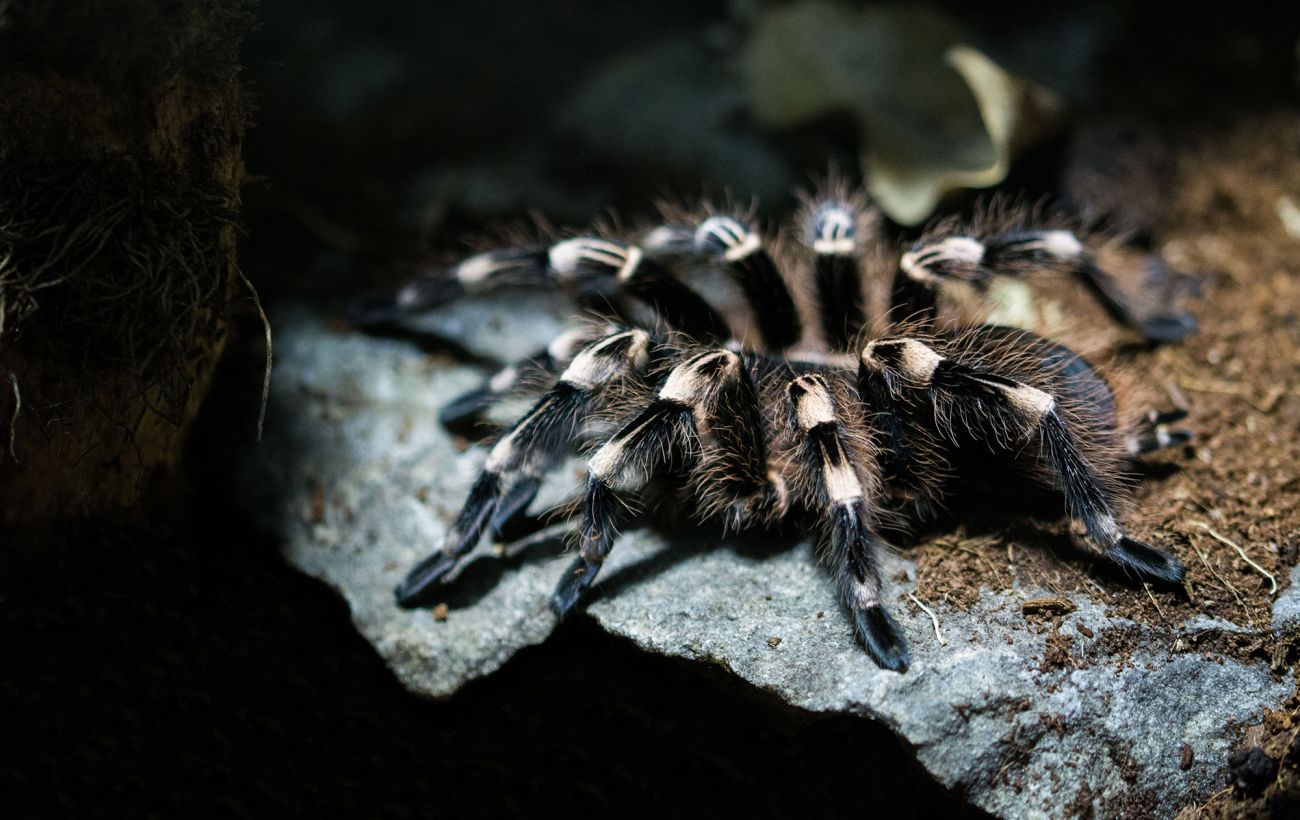 Зображення новини: Прокинулися на три місяці раніше: у Дніпропетровській області помітили перших тарантулів