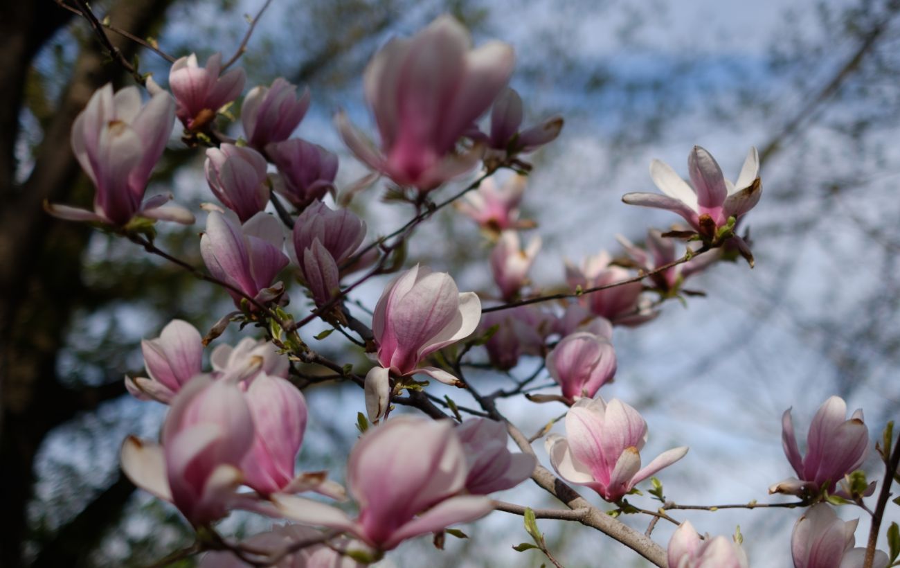 Зображення новини: У Києві розквітли перші сакури і магнолії: де зробити яскраві фото