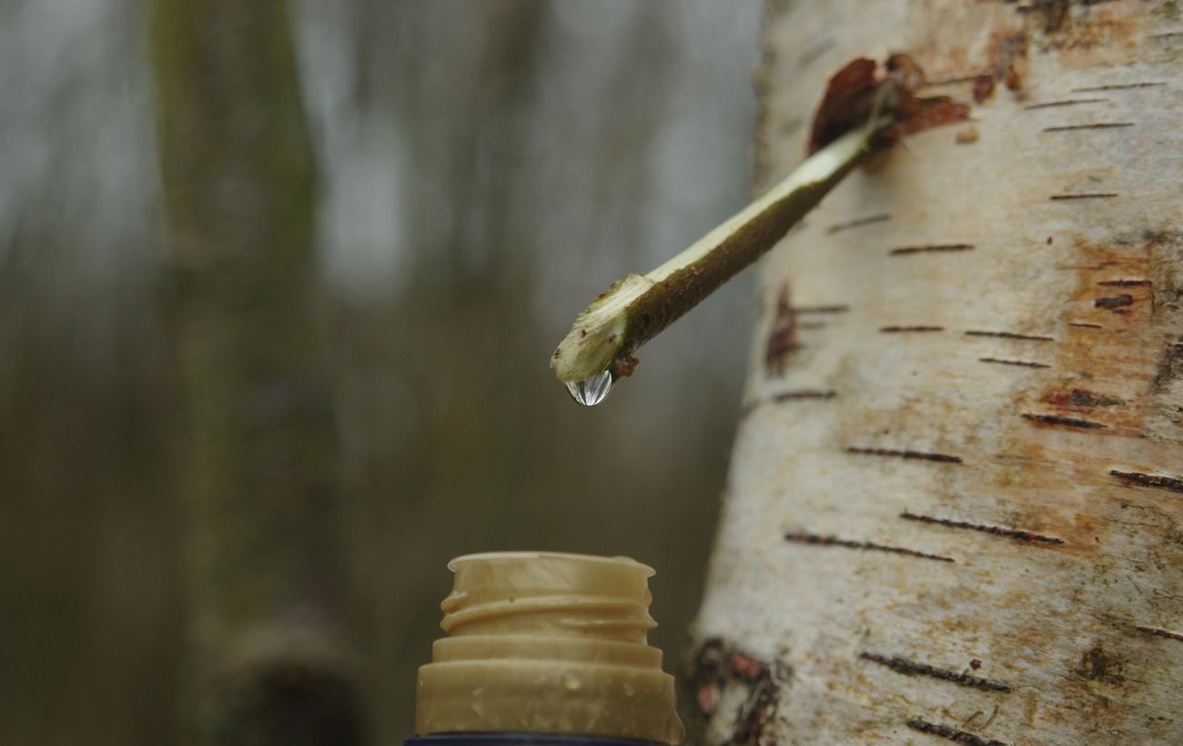 Зображення новини: Ви шкодите дереву і собі: вся правда про березовий сік, яку всі приховують