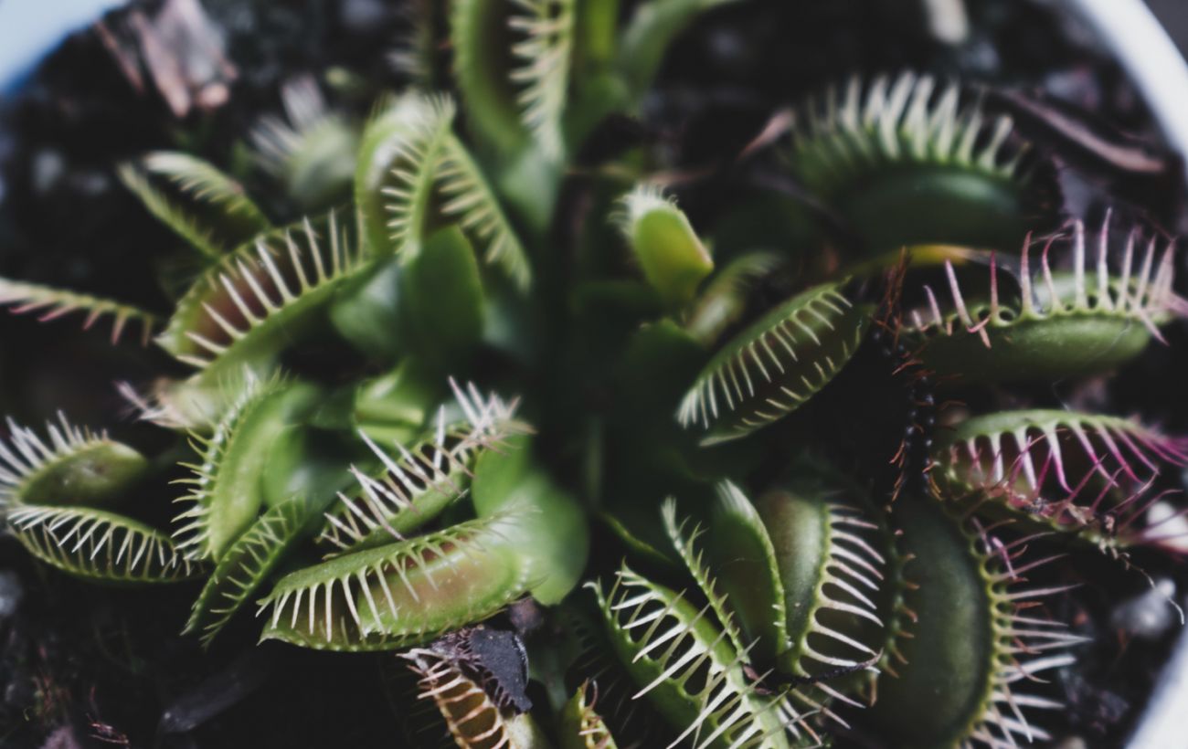 Зображення новини: Зелені хижаки: чому деякі рослини полюють на комах, риб і навіть саламандр