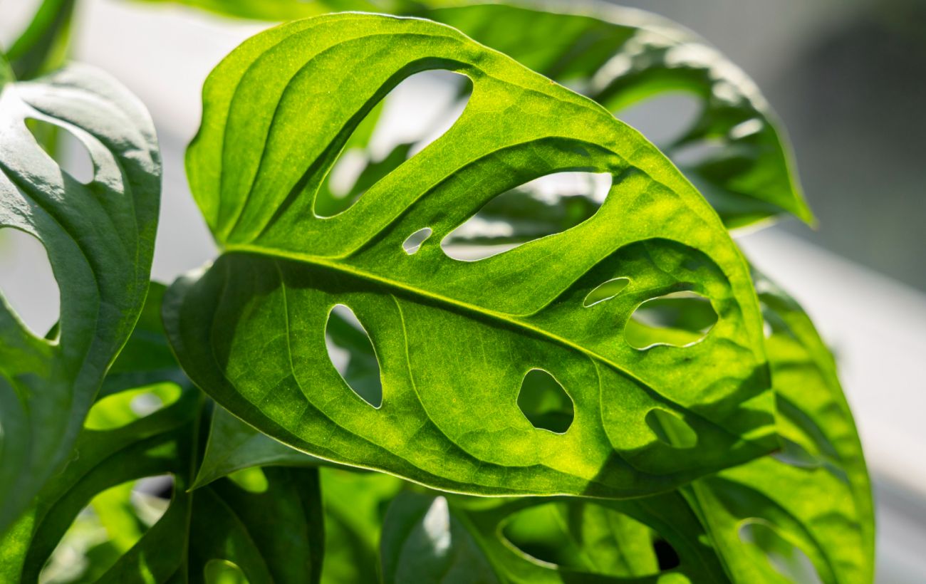 Зображення новини: Хитрий план еволюції: чому насправді рослини зелені