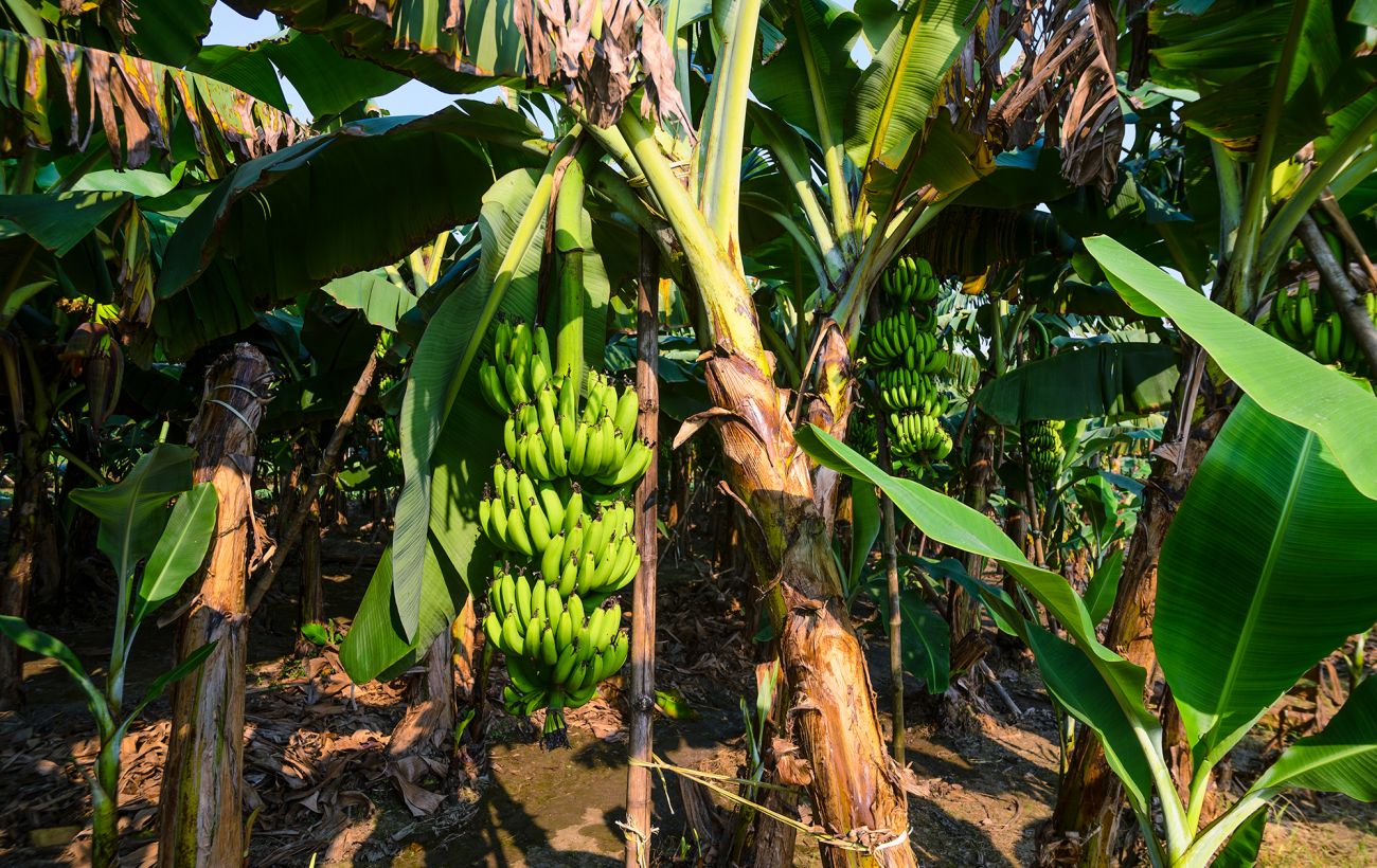 Зображення новини: Кава та банани під загрозою: науковець НАН пояснив, які продукти і чому можуть зникнути