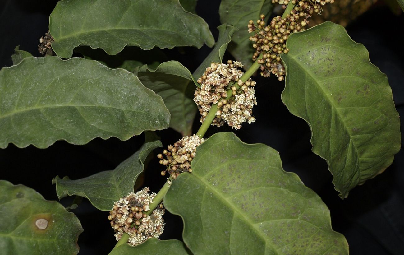 Зображення новини: Не орхідеї: вчений розповів, яка квітка є насправді найдревнішою на світі