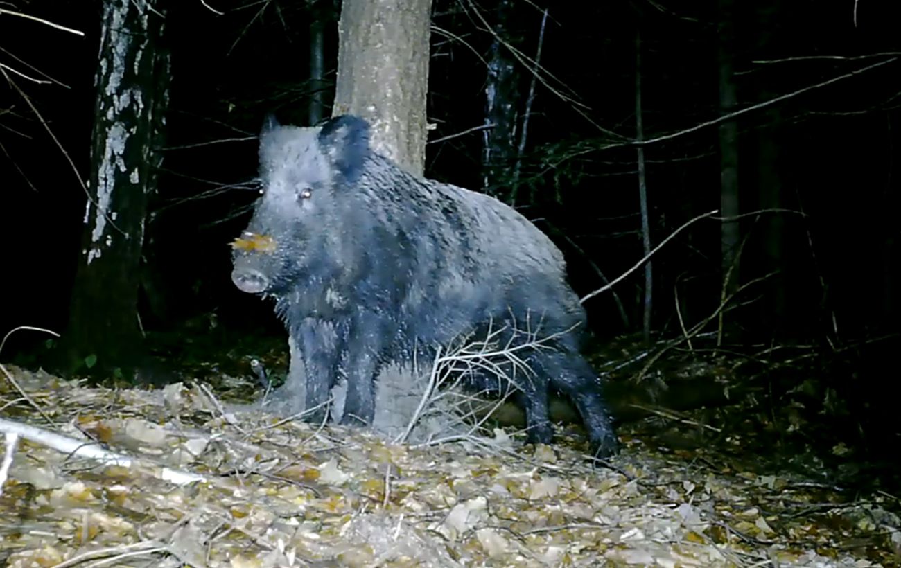 Зображення новини: СПА по-карпатськи: "водні процедури" диких свиней потрапили на фотопастки (відео)