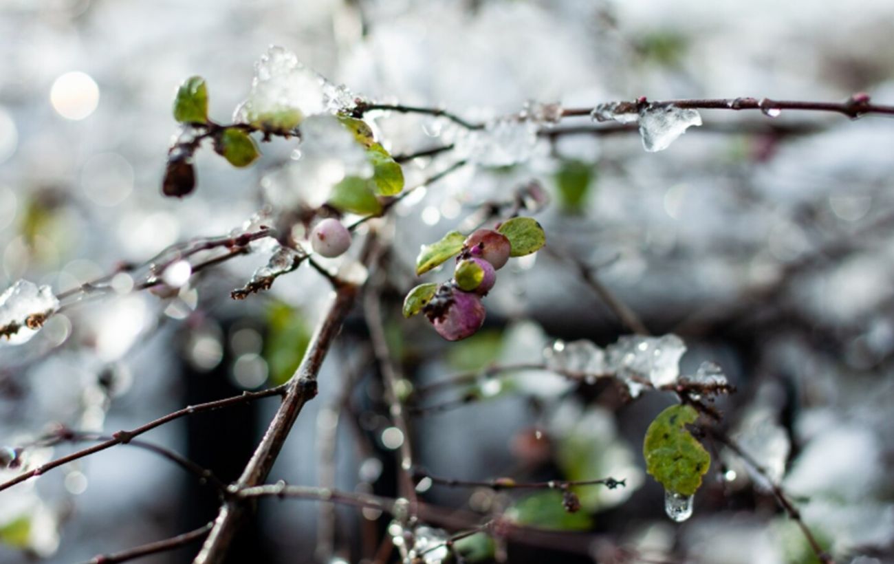 Зображення новини: Як врятувати врожай від нічних заморозків без зайвих витрат: 4 перевірені способи