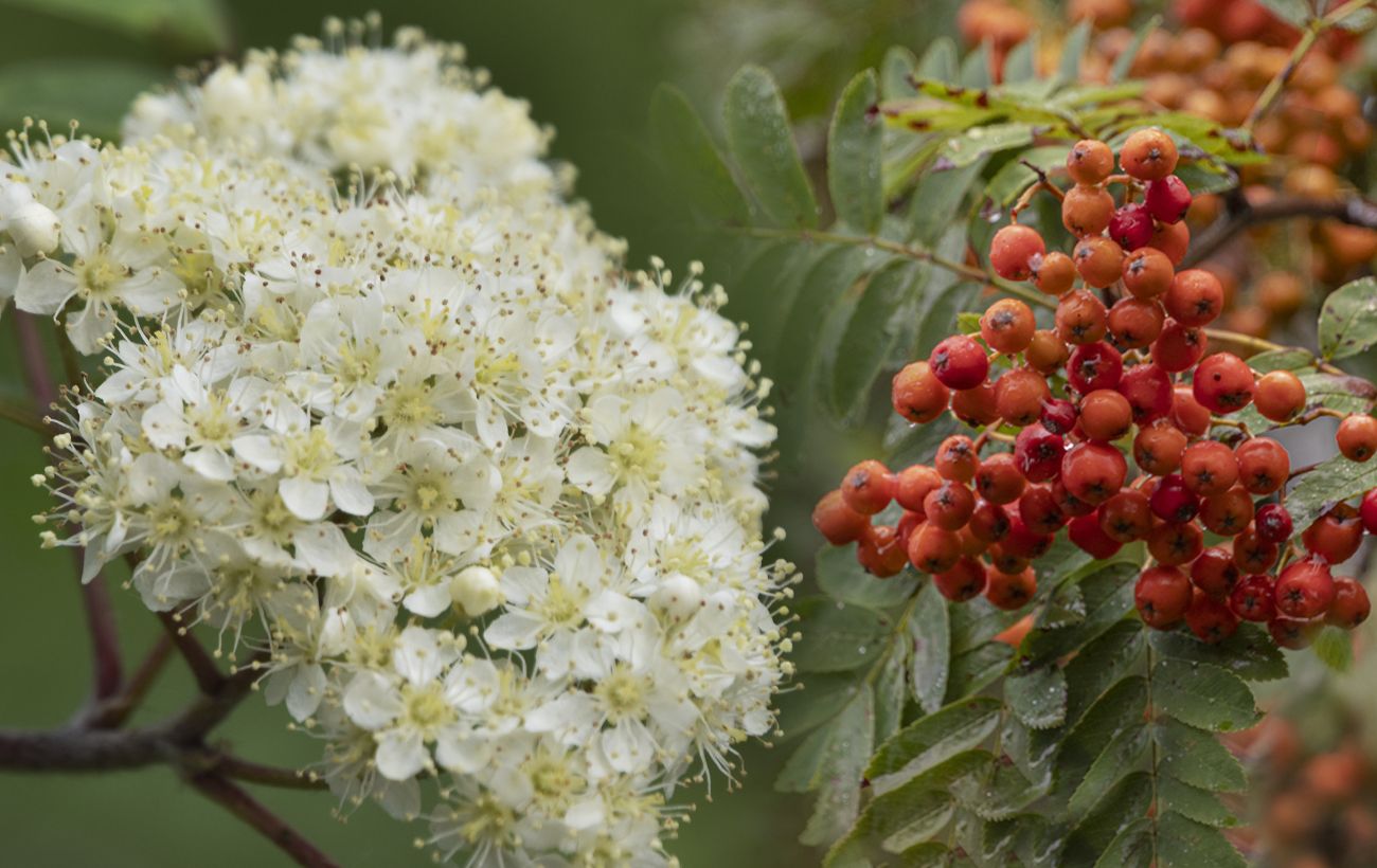 Зображення новини: Потужний оберіг для дому: яке дерево посадити біля оселі на щастя та добробут