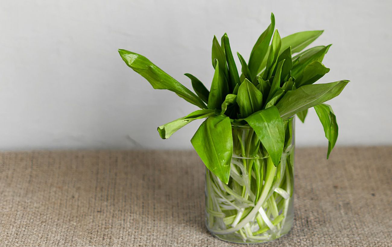 Зображення новини: Черемша творить "диво": лікар пояснила, чому її варто їсти зараз усім