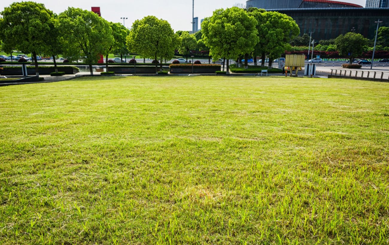 Зображення новини: Ви псуєте свій газон: 5 помилок, про які мало хто знає