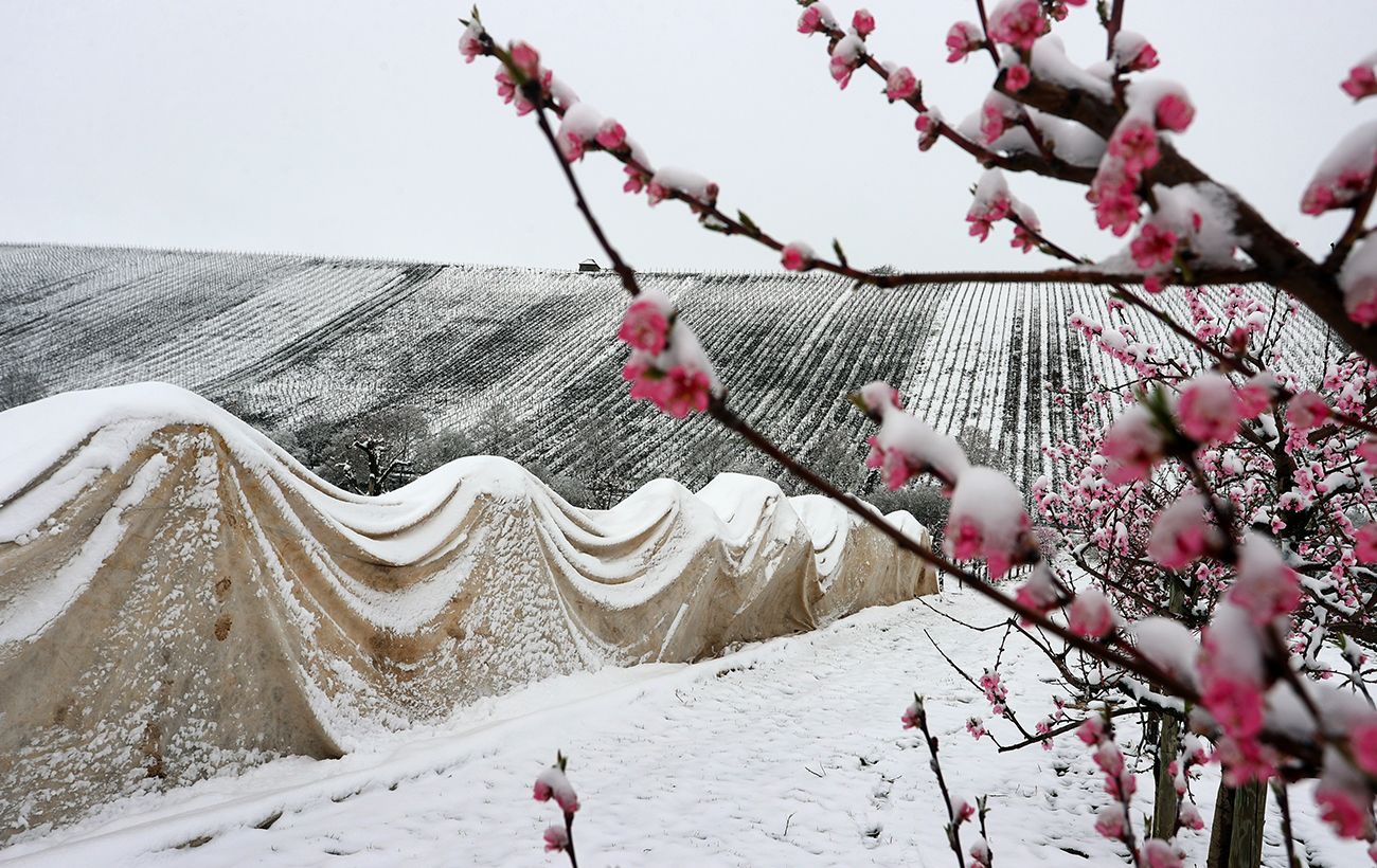 Зображення новини: Від +25 до льодяної крупи та снігу: як аномальні "стрибки" погоди у квітні вплинули на врожай