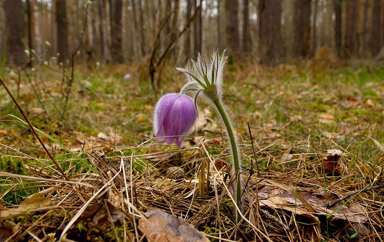 Зображення новини: Відганяє нечисту силу: у зоні ЧАЕС зафіксували появу рідкісної квітки з легенд