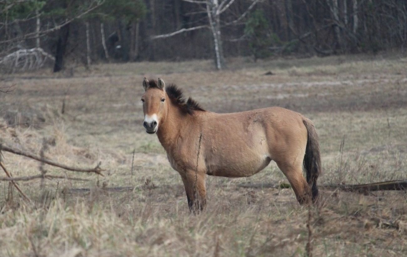 Зображення новини: Чи є мутанти у Чорнобильській зоні? Науковець розповів, що відбувається з тваринами