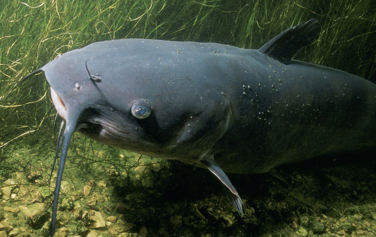 Зображення новини: Гігантські соми у Чорнобилі: науковець пояснив, чи справді вони існують