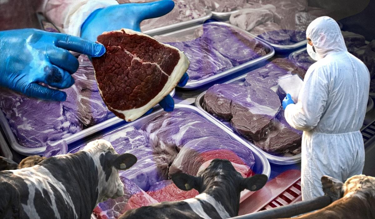 Зображення новини: Ящур на експорт: Росія знищує худобу й водночас продає заражене м’ясо по всьому світу