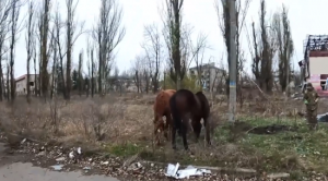 З Авдіївки під обстрілами евакуювали двох здичавілих коней (відео)