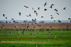 80 видів птахів з расистськими назвами перейменують: подробиці та приклади