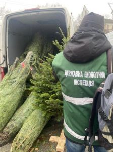 Скільки доведеться заплатити за незаконно зрубану ялинку: українців попередили про штрафи