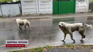 У Києві алабаї ексрегіонала нападають і загризають собак: історія отримала несподіване продовження
