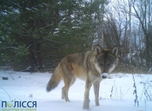 Дуже розумні та обережні: під Чорнобилем до фотопастки потрапили вовки, які влаштували двобій (фото)