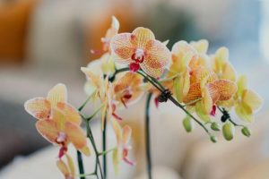 Тривале та яскраве квітіння: поради для підживлення орхідей – візьміть популярний зимовий фрукт