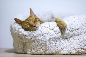 Вчені виявили новий вид доісторичних котів – фото