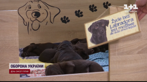 Ракетний удар по Харкову: що відомо про долю лабрадорів і цуценят, дім яких знищила Росія