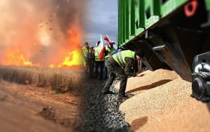 Поляки утилізують розсипане українське зерно на кордоні