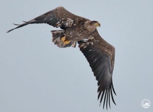 У Чорнобильському заповіднику до фотооб’єктиву потрапив найбільший пернатий хижак Полісся