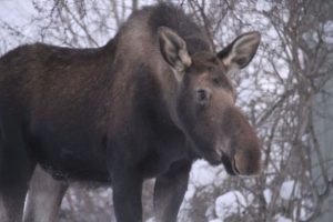 На Київщині лось підірвався на розтяжці: відео